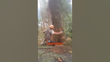 Tree Falls Apart While Being Cut Down