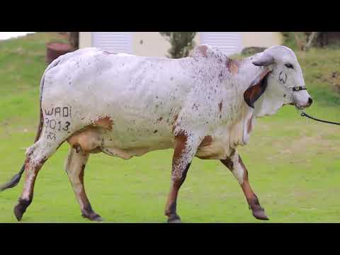 LOTE 07   TILESCINE FIV WAD   WADI 3013