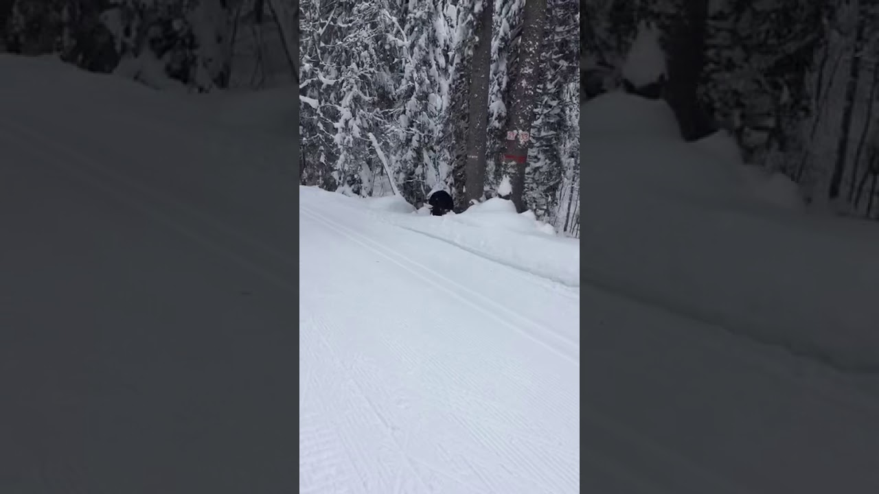 Urogallo en estación de esquí de fondo