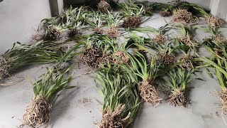 cymbidium orchids plants  for sale good size .....watapp me 9775583778