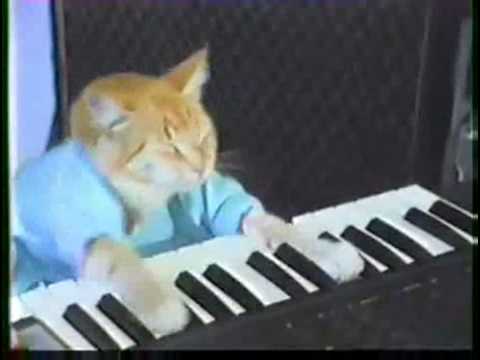 Cool Cat playing the keys