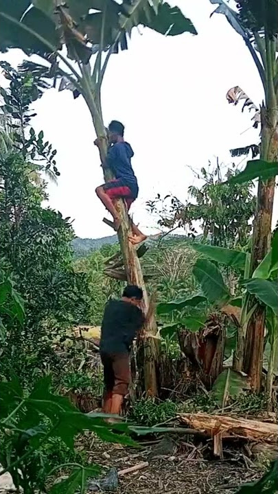 Video Lucu Panjat Pohon Pisang🤣