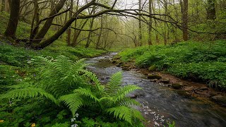 GENTLE STREAM SOUNDS WITH SOFT BIRDS CHIRPING, RELAXING NATURE SOUNDS, FOREST SOUNDS screenshot 2