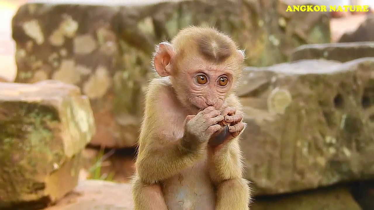 SO funny! Axel play fun with JR and other monkey in Amri troop | Angkor Nature