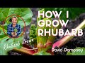 David domoney how to grow rhubarb for a bumper crop