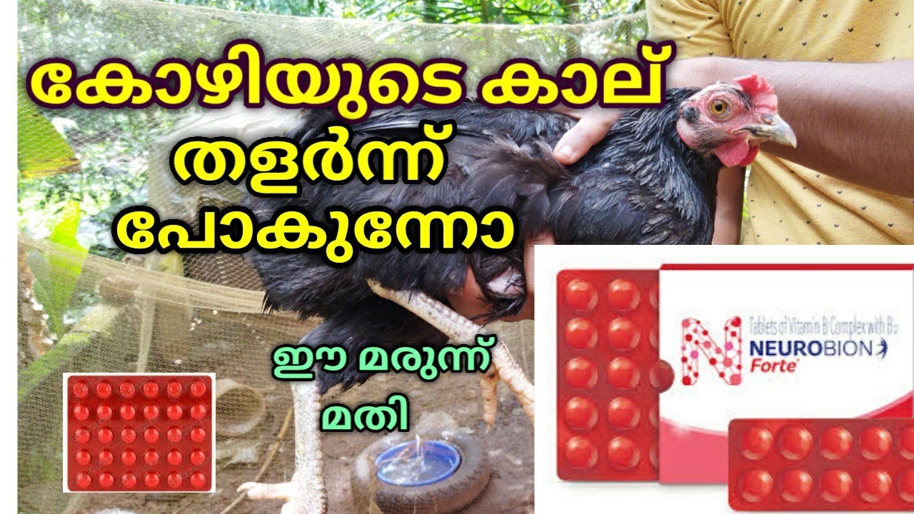 കോഴിയുടെ കാല് തളർന്നു പോകുന്നതിന് പരിഹാരം | A remedy for chick's leg paralysis