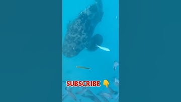 Thumbnail of Mancing Ikan Kerapu Besar ‼️ #shorts