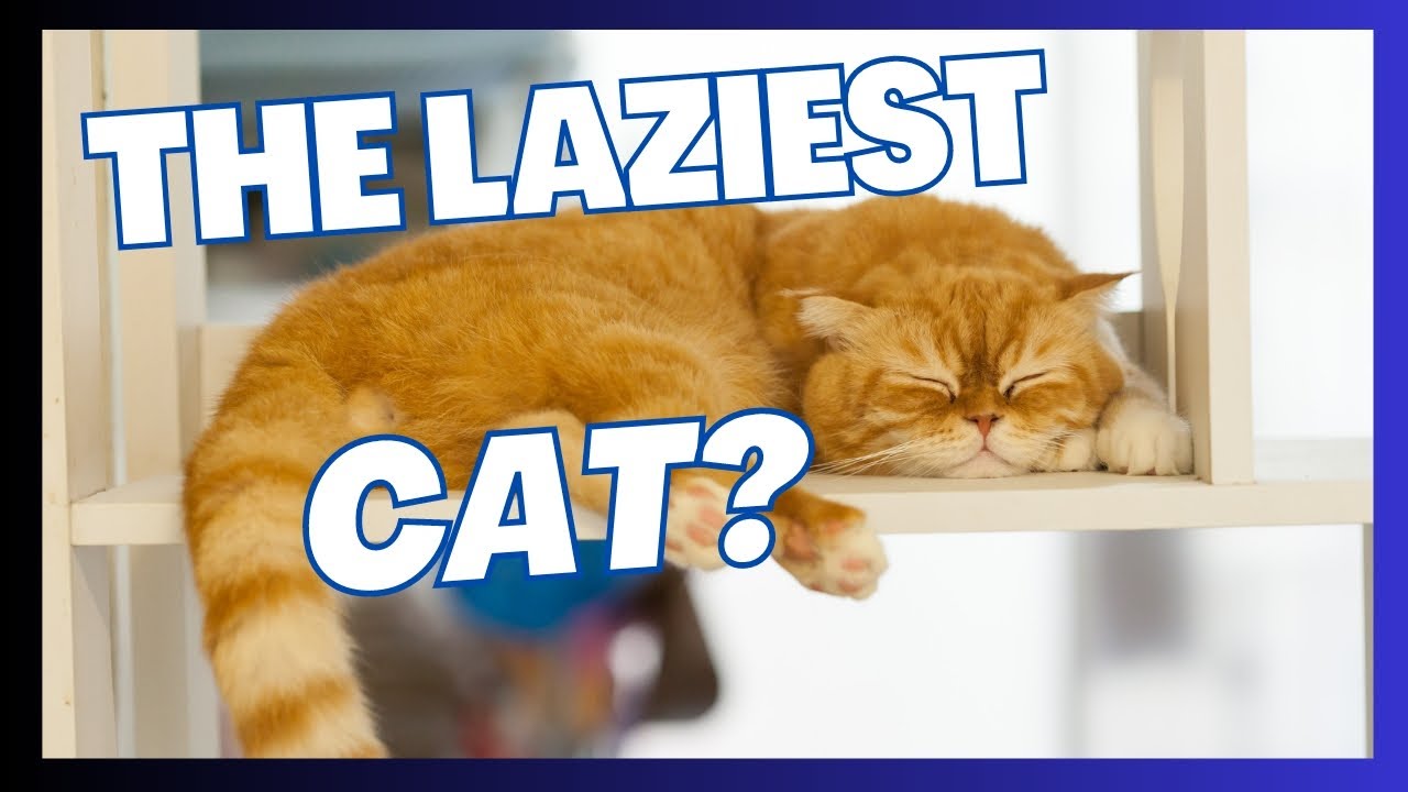 Top 10 Surprising Facts about Orange Tabby Cats (#4 Ginger Cat's TOP ...