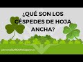 QUÉ SON LOS CÉSPEDES DE HOJA ANCHA