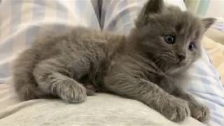 Cute Kittens Playing Funny Videos and Eating Funny Videos Cats Comrade