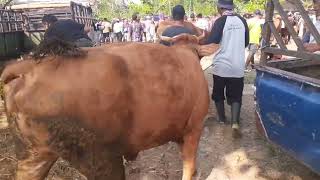 Baru Turun Sapi Jumbo Jantan Di Pasar Sapi Karangge Hari Ini