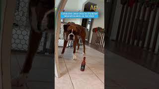 Hot Ones: The Boxer Edition 🌶️🔥 #funny #shorts