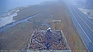 Barnegat Light Osprey Cam Highlight - They're back! Osprey on Nest! by Conserve Wildlife Foundation of NJ 1,952 views 3 years ago 50 seconds