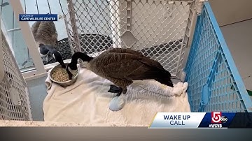 Wake Up Call: Injured goose gets visits from mate
