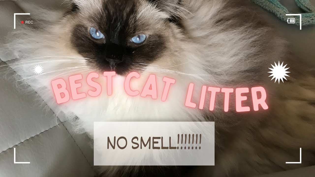 Best Cat Litter That Doesn t Smell what I Use With Ragdoll Cats YouTube Best Cat Litter That Doesn t Smell what I Use With Ragdoll Cats YouTube