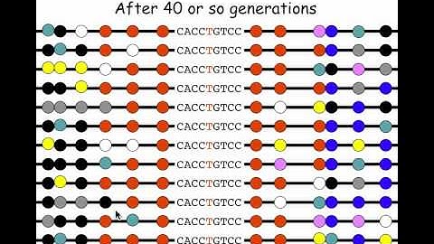 24. Complex traits.mp4