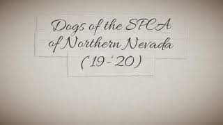 The Dogs of the SPCA of Northern Nevada (2019-2020)
