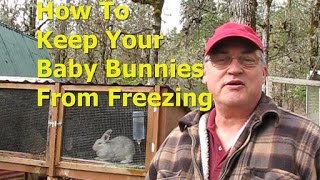 How To Keep Baby Bunnies From Freezing