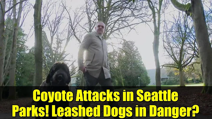 Coyote Attacks in Seattle Parks! Leashed Dogs in Danger?