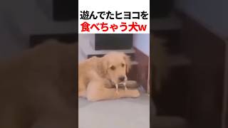 遊んでたヒヨコを食べる犬w