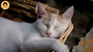 Different styles of cute cats sleep by Cats & Cats 2 views 2 years ago 3 minutes, 5 seconds