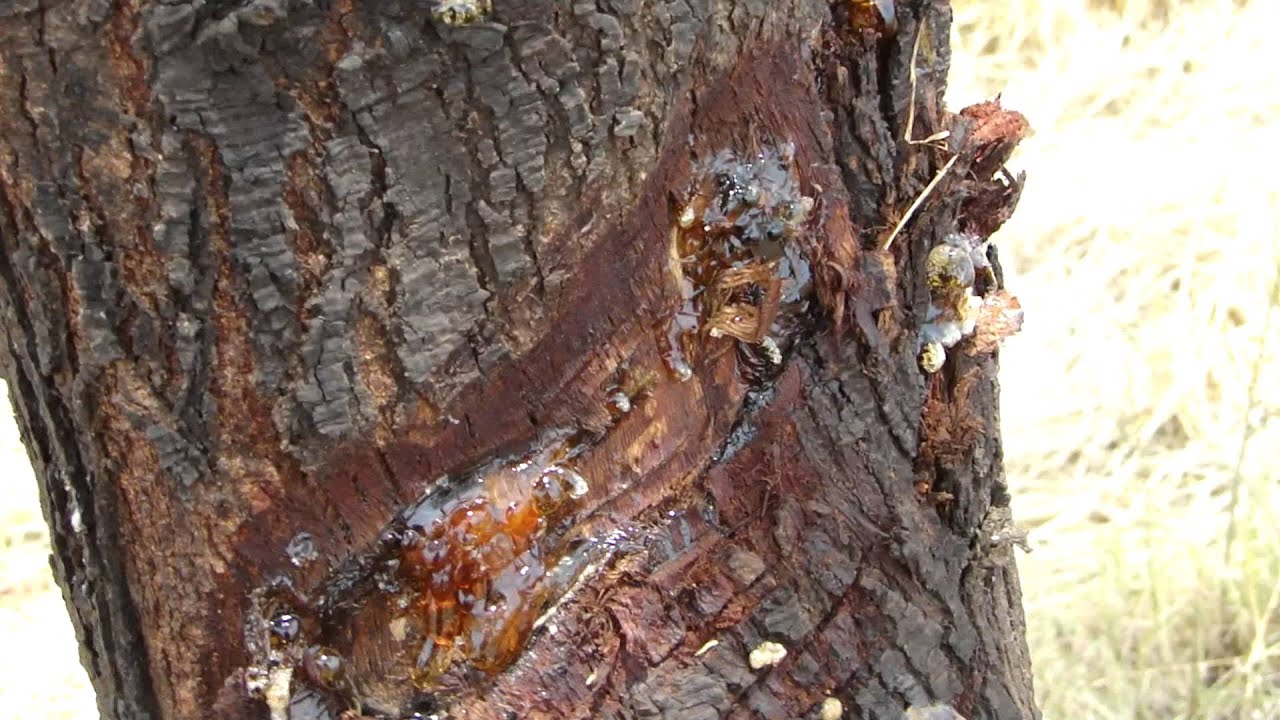 Anxiety: About business.  © Pankaj Oudhia