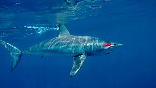 Monster mako shark on the fly