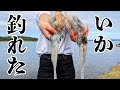 SUP釣りでゲットしたイカを食す!