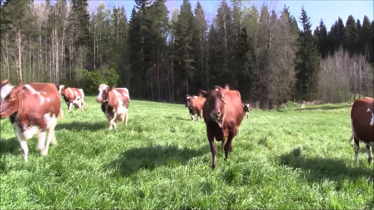 Lehmien laitumelle lasku 2015