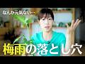 6月の観葉植物管理｜梅雨の落とし穴と正しい対策