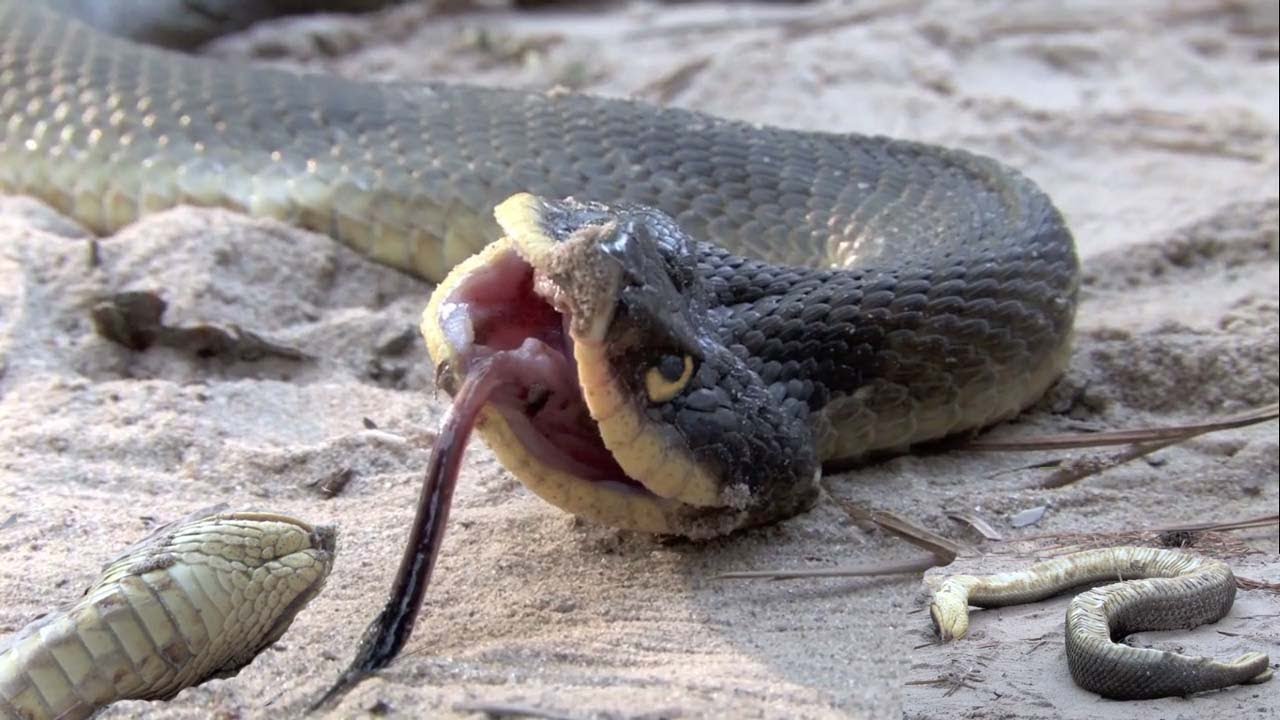 दुनिया का सबसे नौटंकीबाज साँप!! One of the most dramatic Snake in the world. #AkashResearch