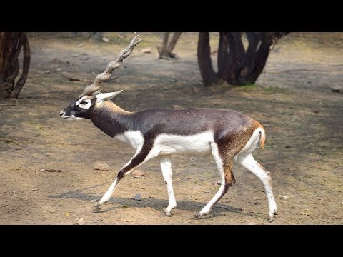 भारत के महान थार रेगिस्तान के 7 जंगली जानवर