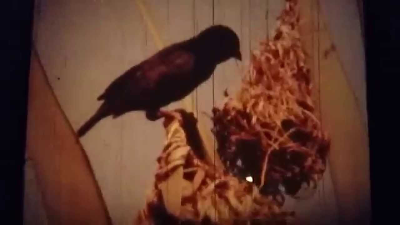 Steenbeck ST 900W Reel Test YouTube