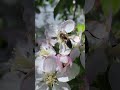 How Bees Pollinate Every Single Apple Blossom #bees #nature #animals #shorts