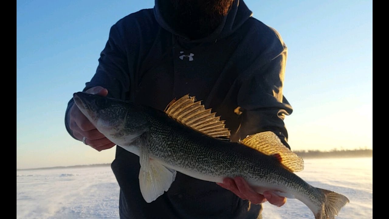 Early Ice Walleye Fishing Red Lake 2016 YouTube