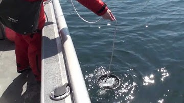 Heterosigma HAB Lab Boat Sampling Part 2 - Net Tows