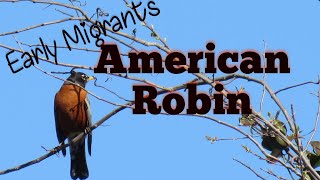 The American Robin Migration- Mini documentary, food, habitat, attracting them to your yard