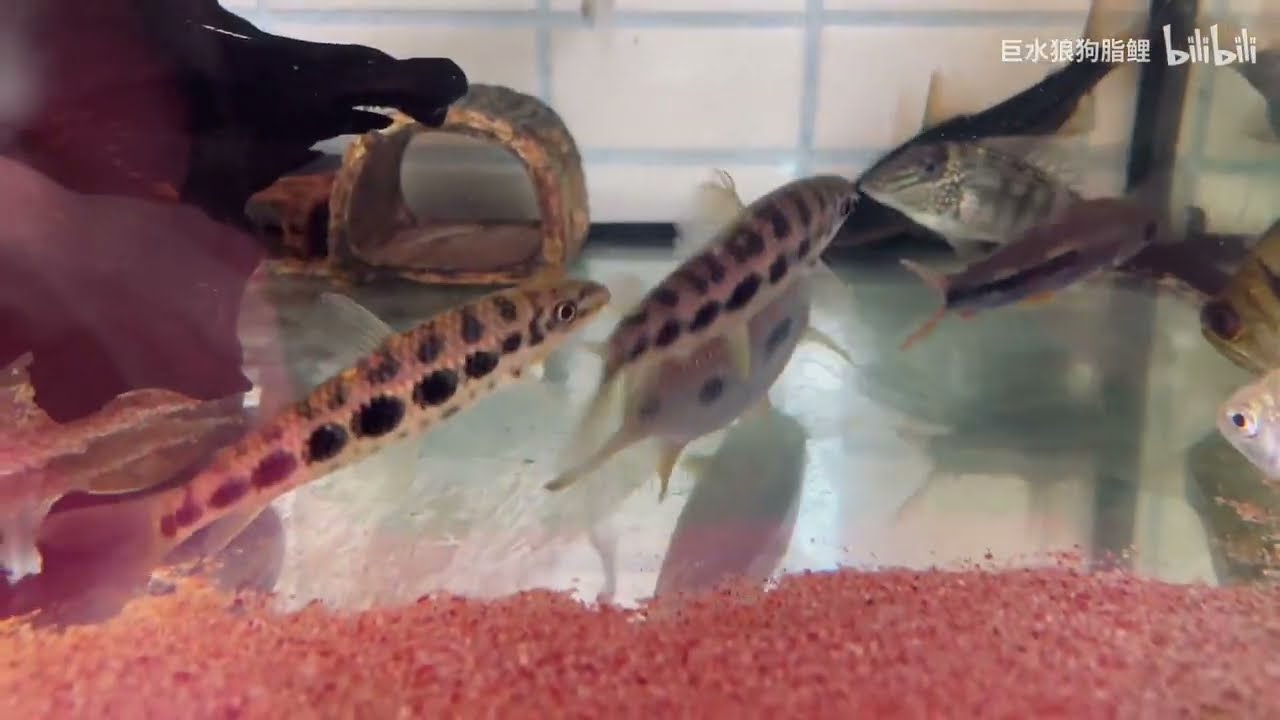 【新鱼开箱第103期】体型独特的大型兔脂鲤 阿波罗骑士大铅笔 过水入缸