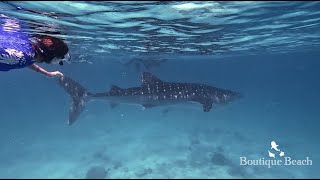 12.05.24  Whale Shark. Dives at Kudima Wreck, Kuda Giri & Dhigurah Sunset Arches  Maldives