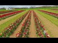 New Jersey Farm Modeled After Tulip Fields Of Holland