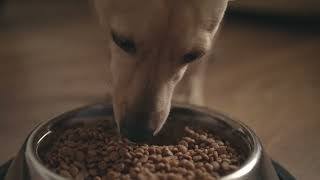 Pet preparedness
