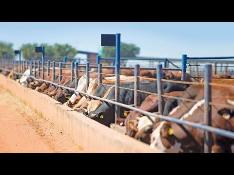 Unenepeshaji Ng Ombe Somo La 2 Miundombinu Ya Kunenepeshea