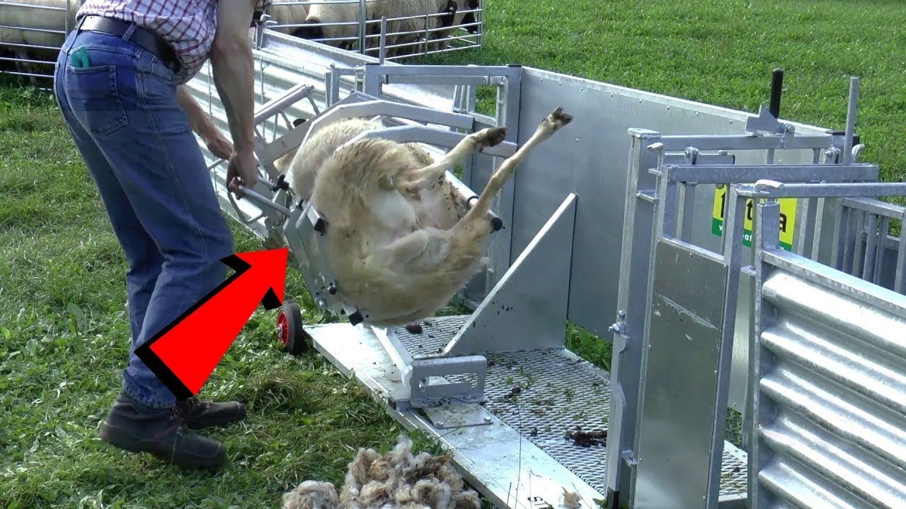 देखिये अमेरिका में पशुपालन कैसे किया जाता है Modern ...