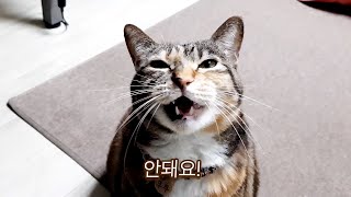 야옹야옹 땡깡부리는 고양이