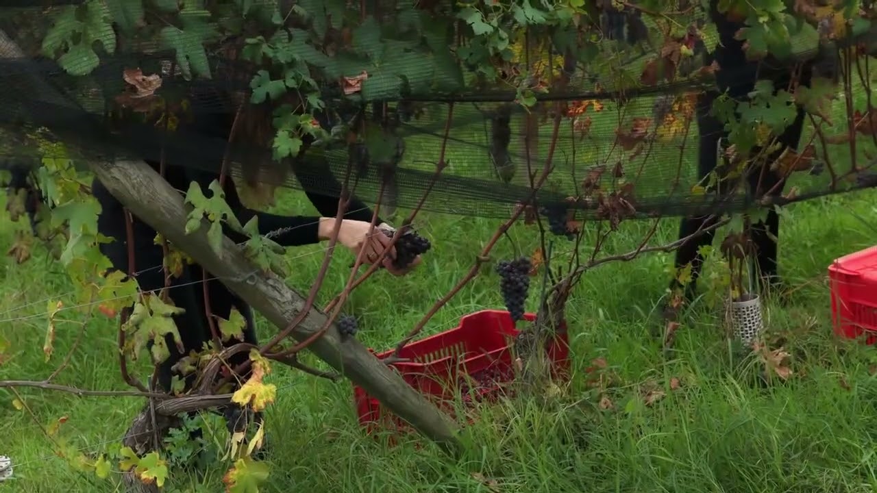 Agricola Marrone - Vendemmia 2025 in Bussia