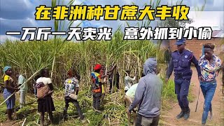 Asian guy is planting sugarcane in Africa for a bountiful harvest, but unexpectedly a thief arrives