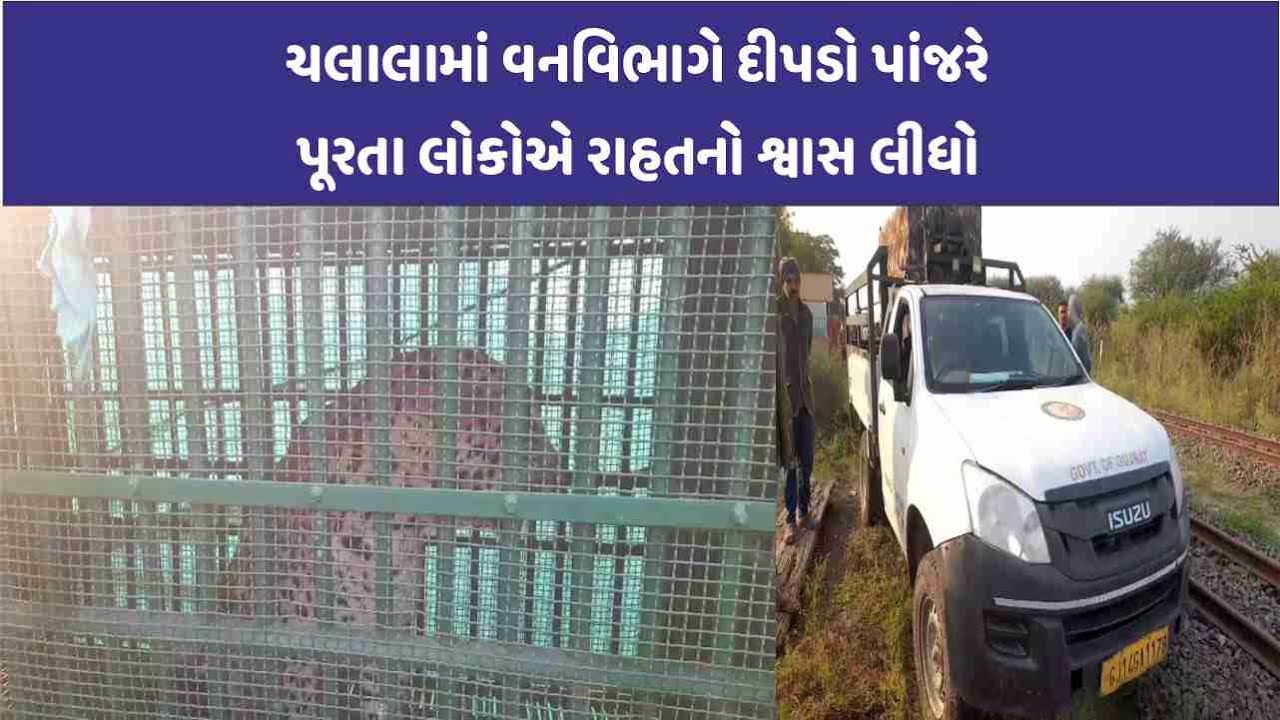 Chalala રહેણાકી વિસ્તારમાં આંટા ફેરા મારતો દીપડો પાંજરે પુરાયો|CITY WATCH NEWS