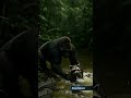 🦍 Gorilla vs 🐊 SAVES Raccoon 🦝🔥