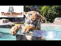 Tiger Island - Dream World - 4K - Bengal &amp; Sumatran Tigers - Sony AX53