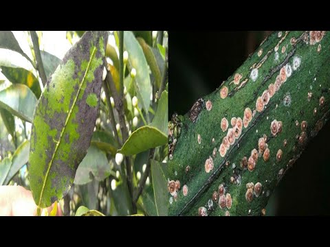 Video: Scale Bug Info: Lær om Scale Insect Control